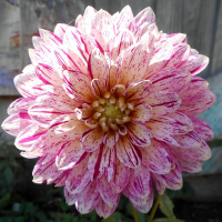 Dalia dekoracyjna Bristol Stripe