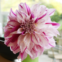 Dalia dekoracyjna Bristol Stripe