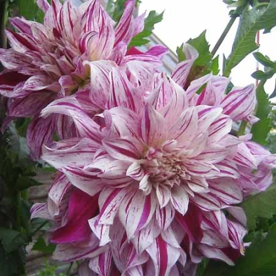 Dalia wielkokwiatowa Bristol Stripe 1szt