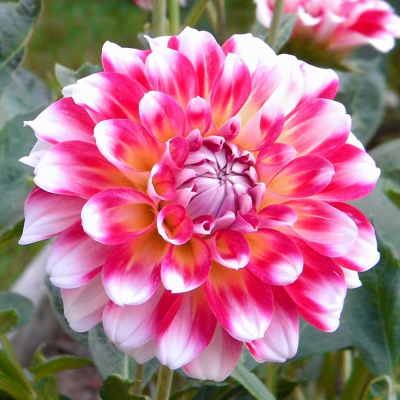 Dalia dekoracyjna Hawaii 1szt