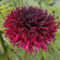 Dalia Kenora Macob
