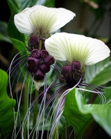 tacca nivea .jpg