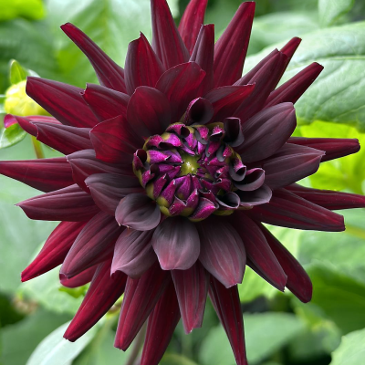 Dalia kaktusowa Nuit d'Ete 1szt