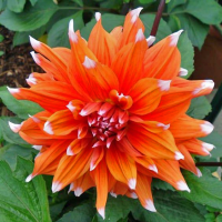 Dalia kaktusowa Colour Spectacle