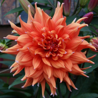 Dalia kaktusowa Colour Spectacle