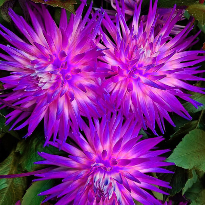 Dalia kaktusowa Veritable 1szt
