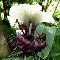 tacca integrifolia.jpg