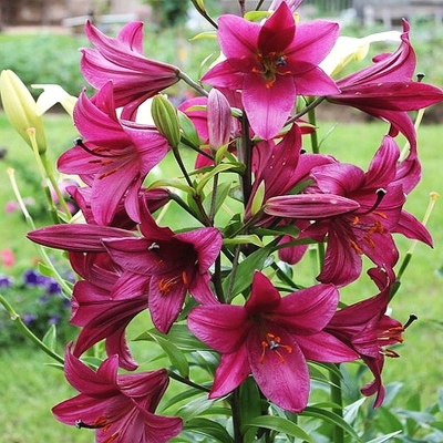 Lilia drzewiasta Purple Prince PAKA 10szt