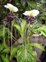 tacca nivea.jpg