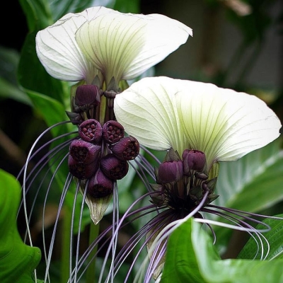 Tacca Nivea 1szt