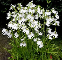 Habenaria radiata