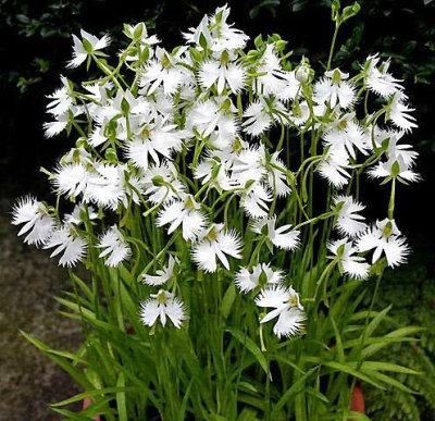 Storczyk mrozoodporny Habenaria Radiata 1szt