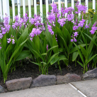 Storczyk Bletilla Striata2.png
