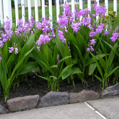 Storczyk mrozoodporny Bletilla Striata 1szt
