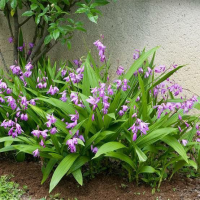 Storczyk Bletilla Striata 1.png