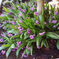 Storczyk Bletilla Striata.png