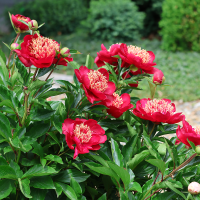 Piwonia Nippon Beauty