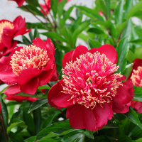 Piwonia Nippon Beauty