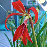 Sprekelia