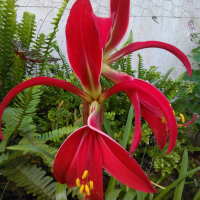 Sprekelia