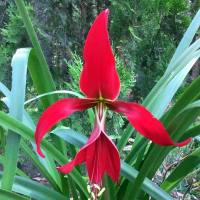 Sprekelia