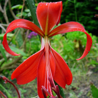 Sprekelia