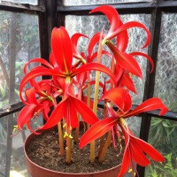 Sprekelia