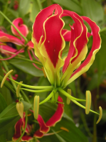 Glorioza