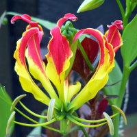 Glorioza