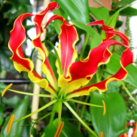 Glorioza