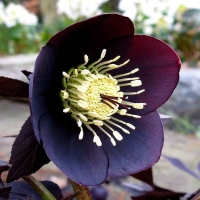 Ciemiernik Atrorubens