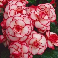 Begonia Picotee Blush