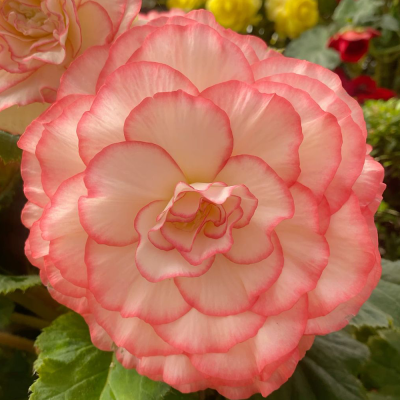 Begonia Picotee Blush 1szt