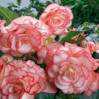 Begonia Picotee Blush.png