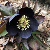 ciemiernik black beauty.jpg
