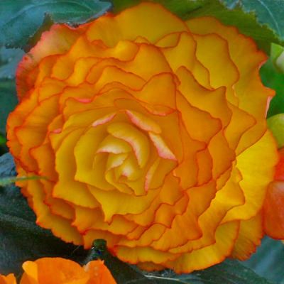 Begonia Picotee Sunburst 1szt