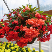Begonia zwisająca pomarańczowa