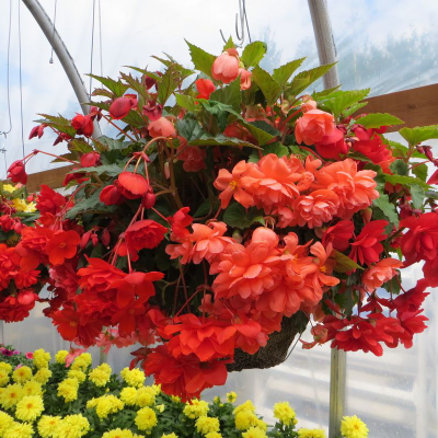 Begonia zwisająca pomarańczowa 1szt