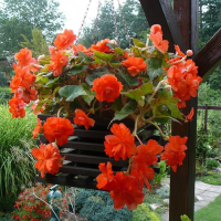 Begonia zwisająca pomarańczowa