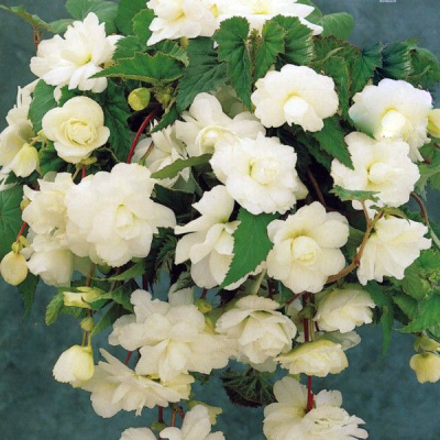 Begonia zwisająca biała 1szt