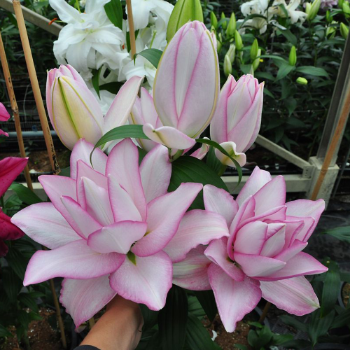 Lilia Roselily Anouska