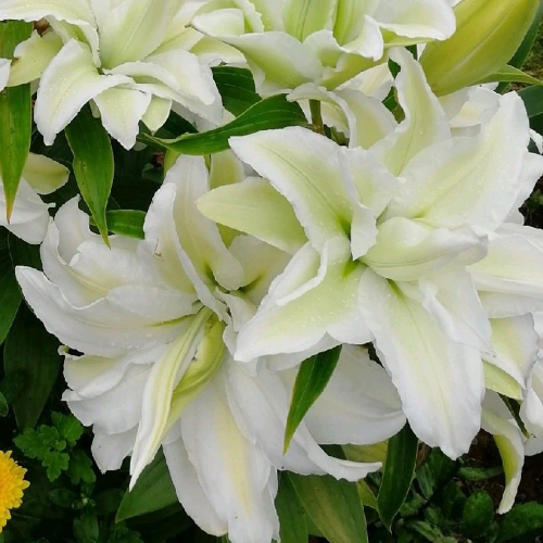 Lilia Roselily Angela