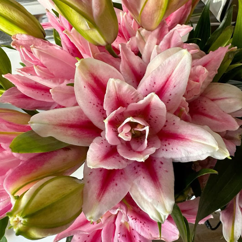 Lilia Roselily Isabella.png