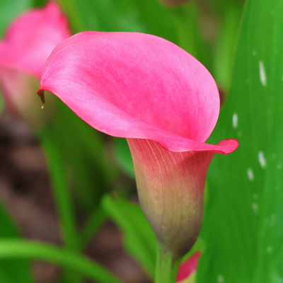 Calla -Zantedeschia Captain Samba 1szt