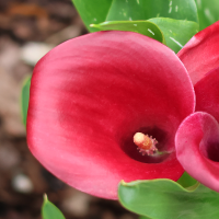 Calla Red Charm