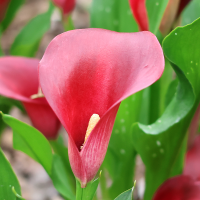 Calla Red Charm