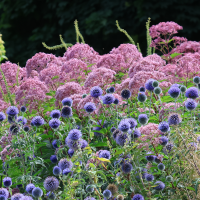 Przegorzan Echinops Ritro