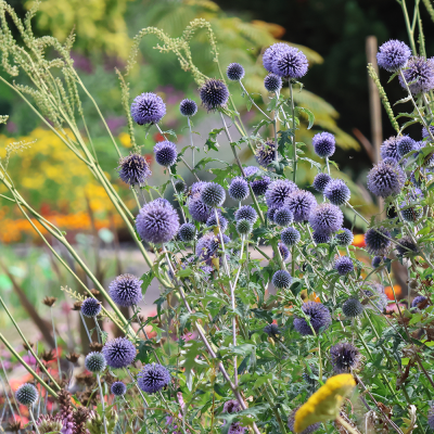 Przegorzan Echinops Ritro 1szt
