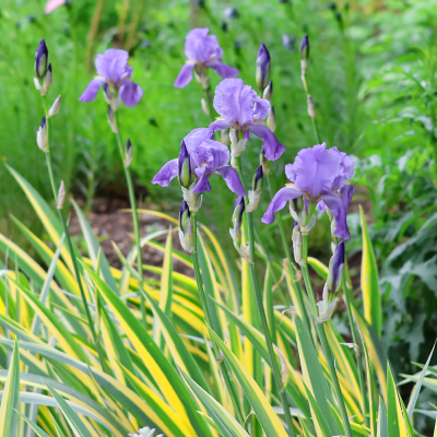 Irys syberyjski Variegata 1szt