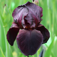 Irys Black Knight